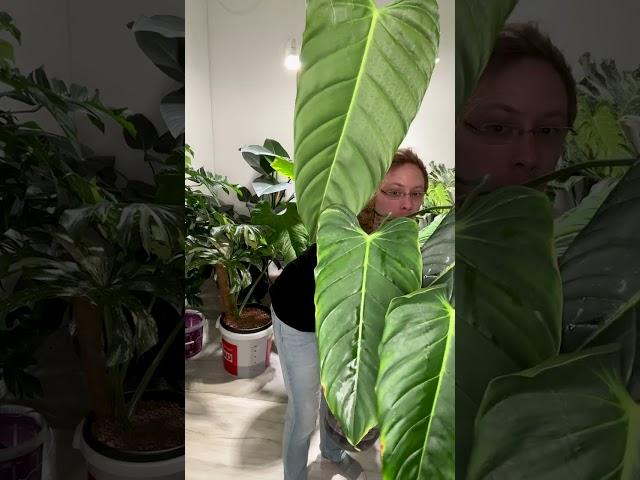 Philodendron Esmeraldense: Ein neues Blatt erstrahlt!