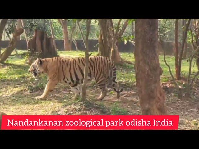 Bhubaneswar Zoo Videos Nandankanan zoological park India #travel #tourism #nature