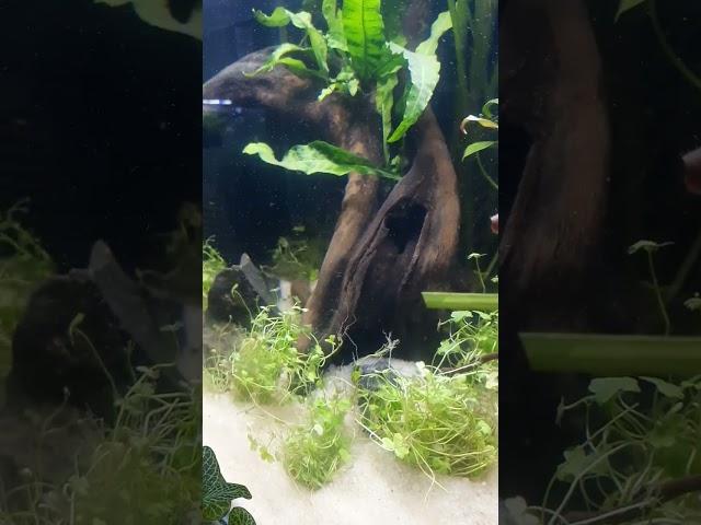 Underwater nature part 2 /#short #aquascape