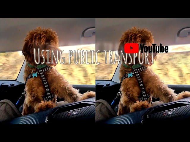 This dog travels everywhere #dog #travel