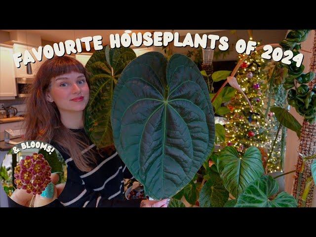 i have 300 houseplants & these are my top 10 