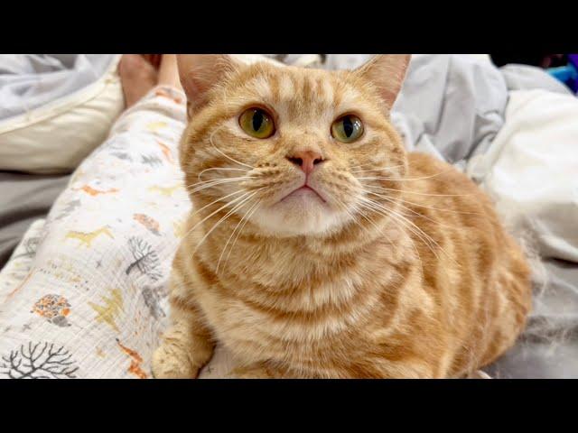 ダリみたいなお髭の猫とぽっちゃり猫。