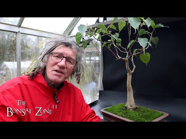 Major Work to My Ficus religiosa, Part 1, The Bonsai Zone, Nov 2024