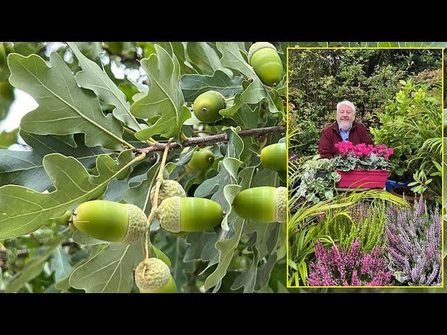 CHÊNES, ARBRES MAJESTUEUX, VÉNÉRABLES, DÉCORATIFS POUR TOUS LES CLIMATS Le Quotidien du Jardin N°419