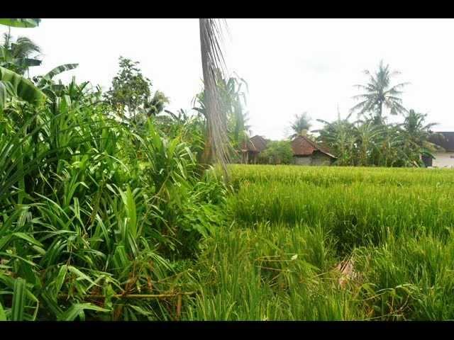 Land for sale in Canggu by the roadside Babakan    LCG086