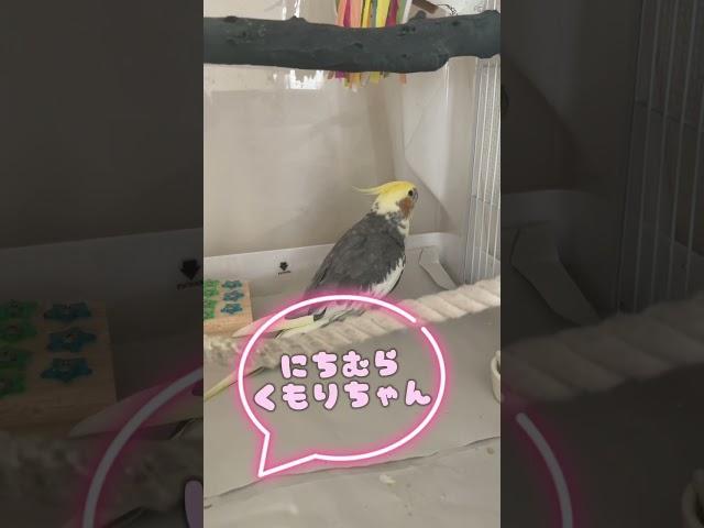 く〜たんのおちゃべりでち　　                                            #インコ　 #オカメインコ     #cockatiels