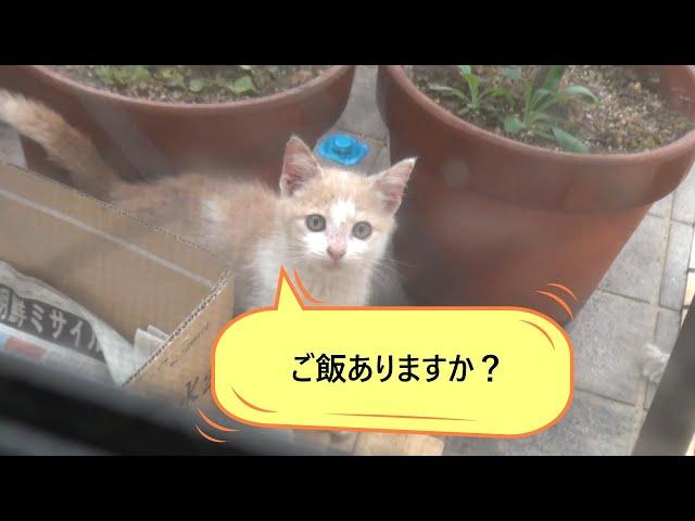 子ムギ①　ねこ食堂に新顔さんが来ました