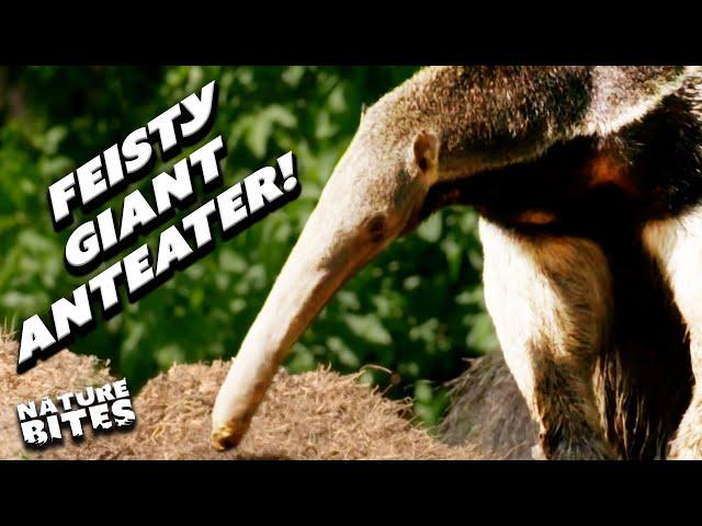 Will This Feisty Giant Anteater Find a Date? | | The Secret Life of the Zoo | Nature Bites