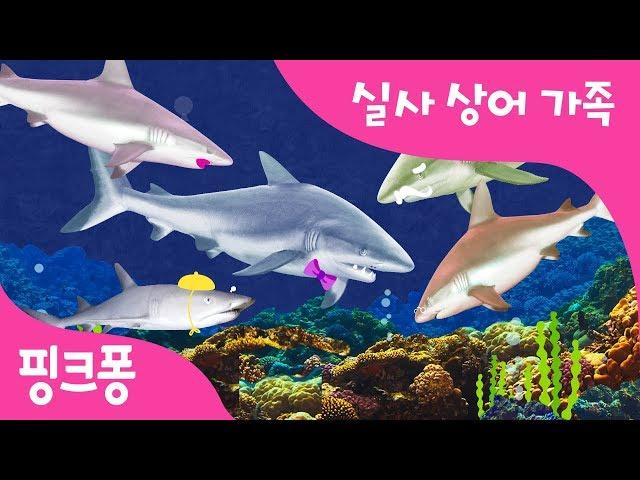 생생한 리얼 아기상어 | 상어가족 | 동물 동요 | 핑크퐁! 인기동요