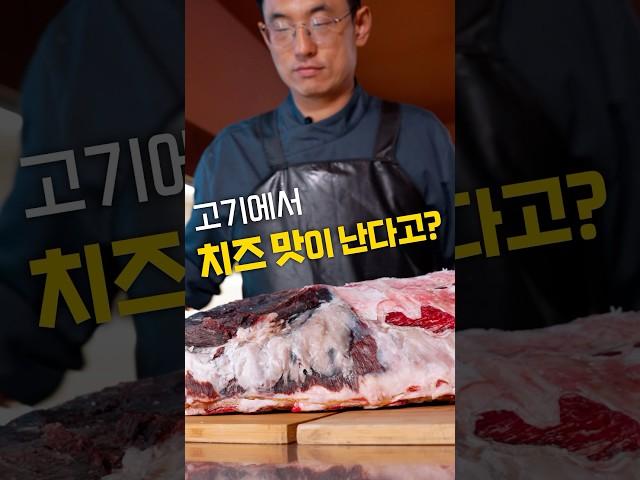 치즈균이 고기를 분해하네요 #드라이에이징한우 #드라이에이징 #카맘베르티 #미생물숙성