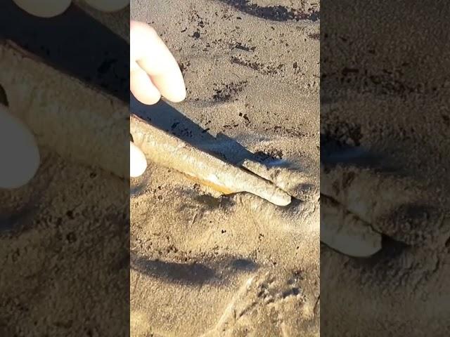 Coastal Foraging - Beach Razor Clams the easy way!!! The Fish Locker