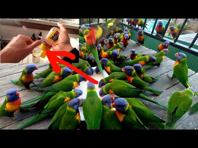 Lorikeet attracting SECRET FORMULA!!!️