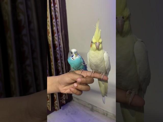 Unboxing of New Budgie Parrot #shorts #budgies #birds