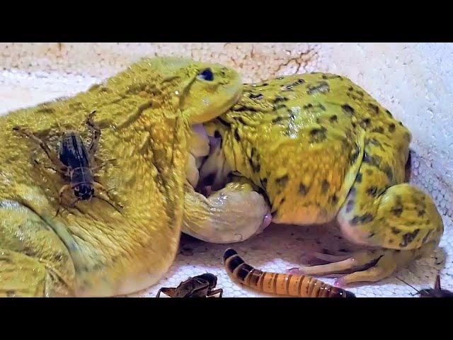 Hungry Bullfrog Eats Cockroach & Worms! Asian Bullfrog Live Feeding