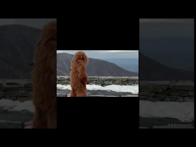 #bigfoot  aka The Shenandoah Squatch #Onewheel the SHENANDOAH National Park