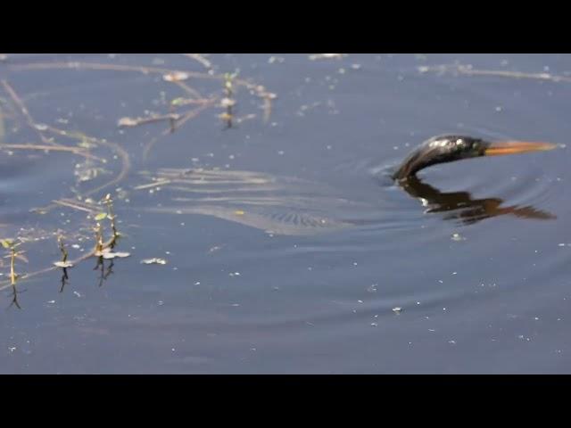 Anhinga anhinga, the water bird.