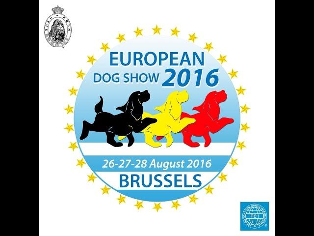 FCI European Dog Show 2016 - Basset Hounds Dogs