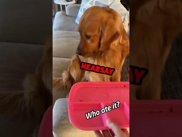 If dogs could speak 