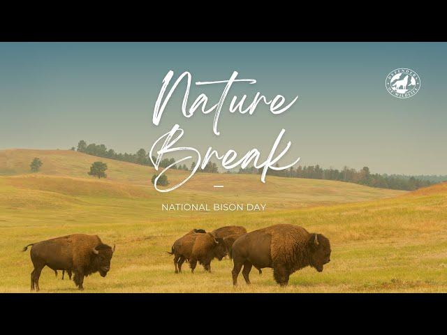 Happy National Bison Day! 