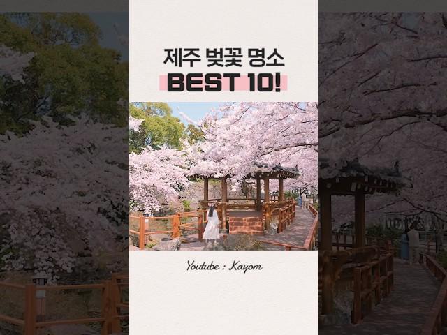  제주 벚꽃 명소 Best10! #제주벚꽃축제 #제주도벚꽃 #제주벚꽃