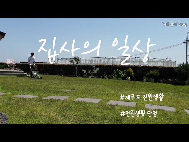 제주도 전원생활 브이로그 | 전원생활의 단점 | 잔디깍는기계를 본 강아지 반응_Jeju Country Life | lawn mowing routine