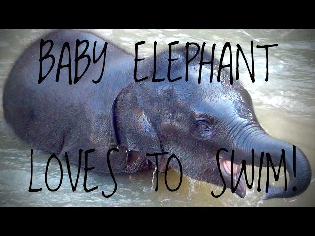 Cute Baby Elephant Swimming in River