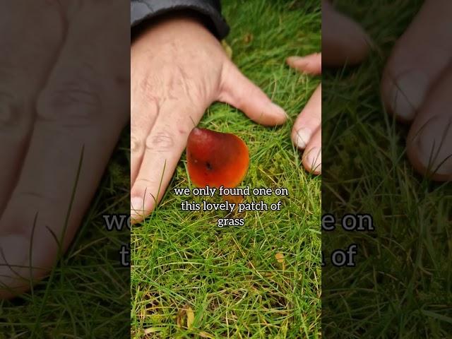 "Blackening Waxcap Mushrooms – A Fascinating Wild Find | Charnwood Foraging"