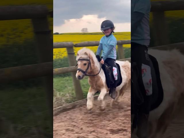 Fast Shetland #horse #equestrian #horseriding #pony #horselover #showjumping #shetlandpony #trending