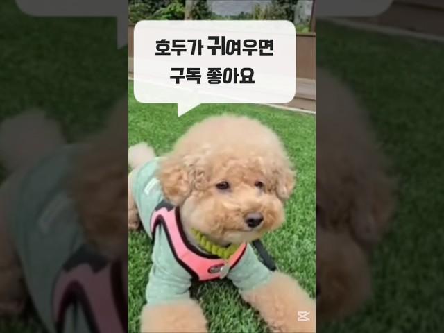 송가인 찰진 사투리 미스트트롯 댕댕이 푸들 애완견귀여워#푸들#댕댕이#강아지 #강아지일상#동물농장강아지#반려견#pets#미스터트롯#미스코리아호두#천재견#핫이슈지#강아지브이로그#송가인