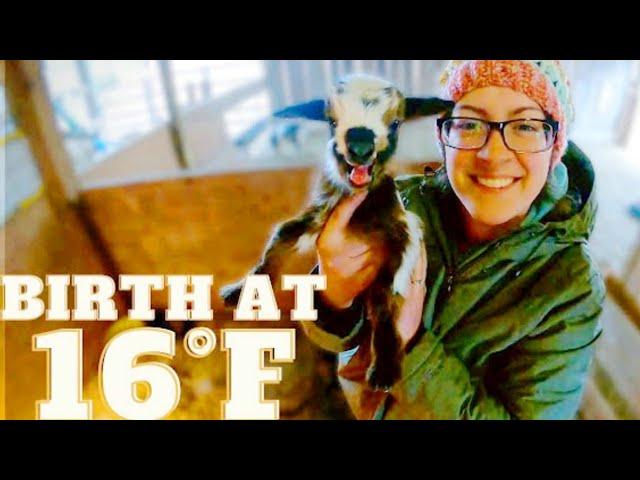 My Goat Gave Birth on a FREEZING Cold Night --This is How I Knew They Were Okay!