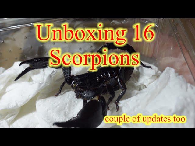 Scorpion || UNBOXING || #scorpion #scorpions #nature #animals