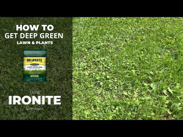 How to FIX your Lawn and turn plants Deep Green with Ironite.