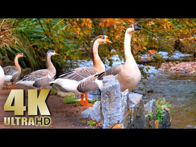 Feeding Geese on a River - Featuring Black Swans, Pekin Ducks, Mallards - Nature Relaxation Video