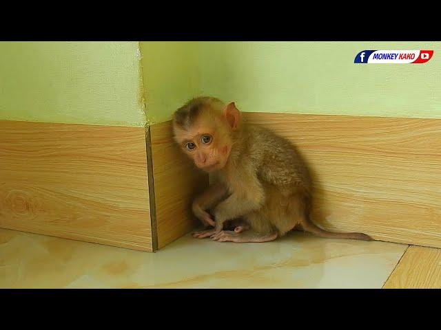 Rescue A Poor Baby Monkey | Welcome New Home For Orphan Baby Monkey