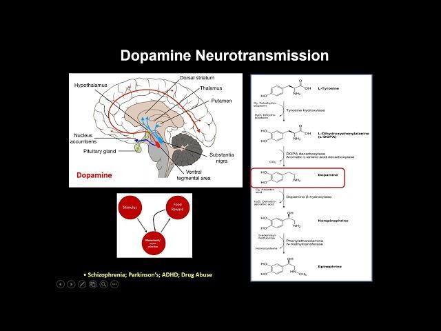 How the Brain's Dopamine Circuitry Helps Regulate Cognitive Flexibility and Reward-Seeking