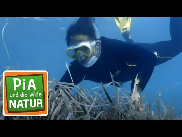 Abtauchen in die Seegraswiese | Reportage für Kinder | Pia und die wilde Natur