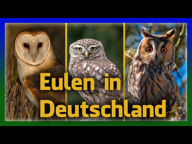 Eulen in Deutschland einfach erkennen | Rufe und Aussehen