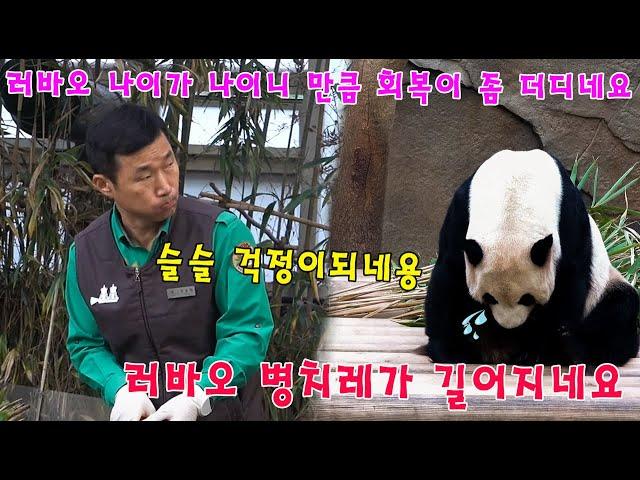 에버랜드 판다월드 02월 17일  강바오 가 관객들에게 러바오 의 회복 과정에 대해 공유했다 '슬슬 걱정이되네용. 러바오 나이가 나이니 만큼 회복이 좀 더디네요 짠해서 어쩌누'