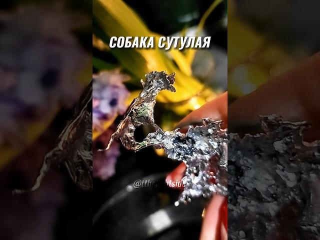 СУЩНОСТЬ НА ЗАМКЕ: СОБАКА СУТУЛАЯ #чистка #порча #отливка #ритуал