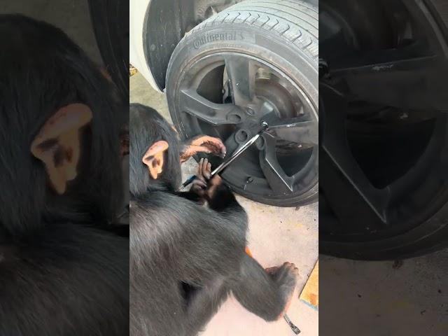 Lug Nuts are Torqued to Spec #monkey #chimpanzee #animals