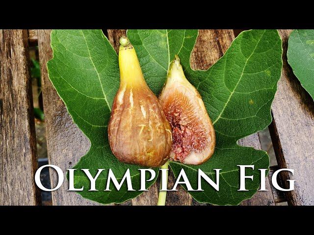 Olympian Fig and all the figs like it