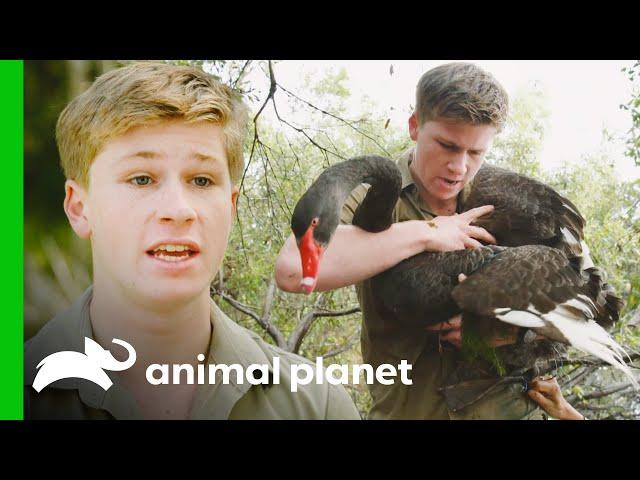 Robert Irwin Rescues an Entangled Black Swan | Crikey! It's the Irwins