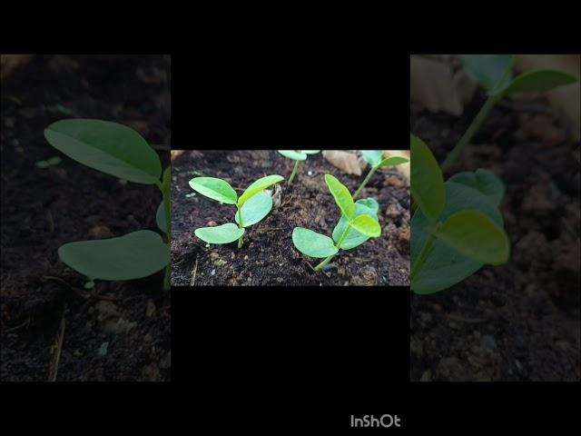 Sankupushpam|Aparajita flower|the mystical flowers that bloom only for the Gods #shorts
