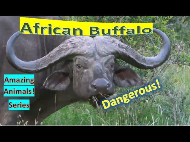 African Buffalo facts  Cape Buffalo  fused bases, forming bone shield across top of head- "boss"