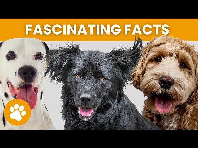 14 Fascinating Facts About Dogs That Will Make You Stunning!