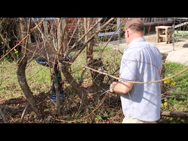 What I Learned Building Living Willow Structures