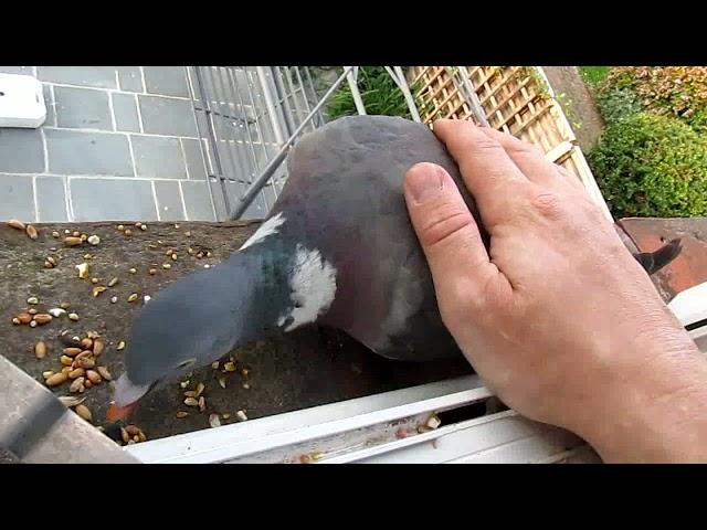 Stroking a wild Woodpigeon