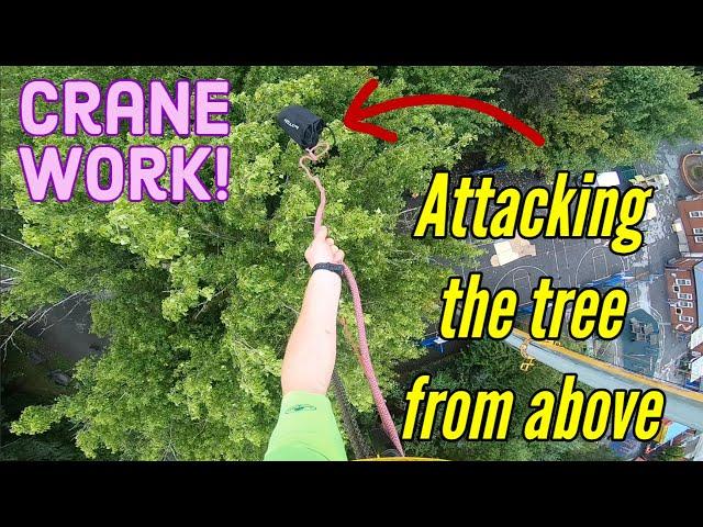 BIG crane picks- Arborist removes tree with a crane