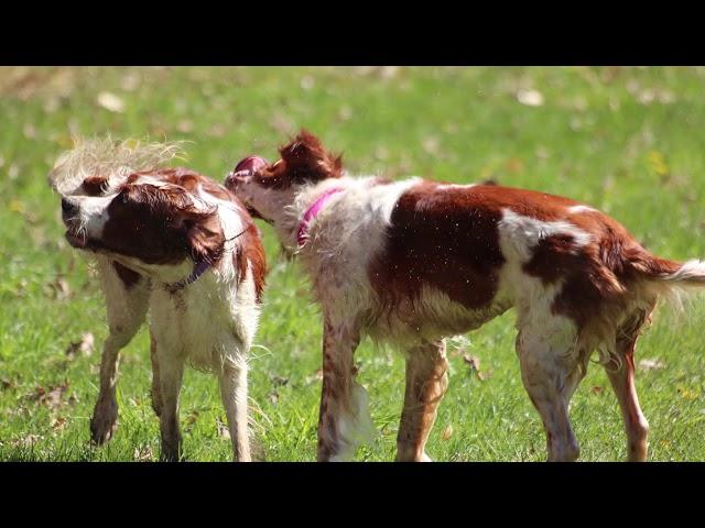 Annagh Irish Red and White Setters