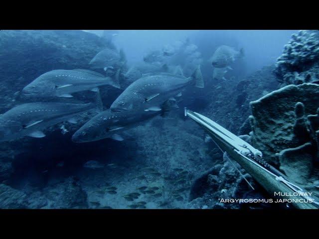 Spearfishing - Mulloway Misadventures 5